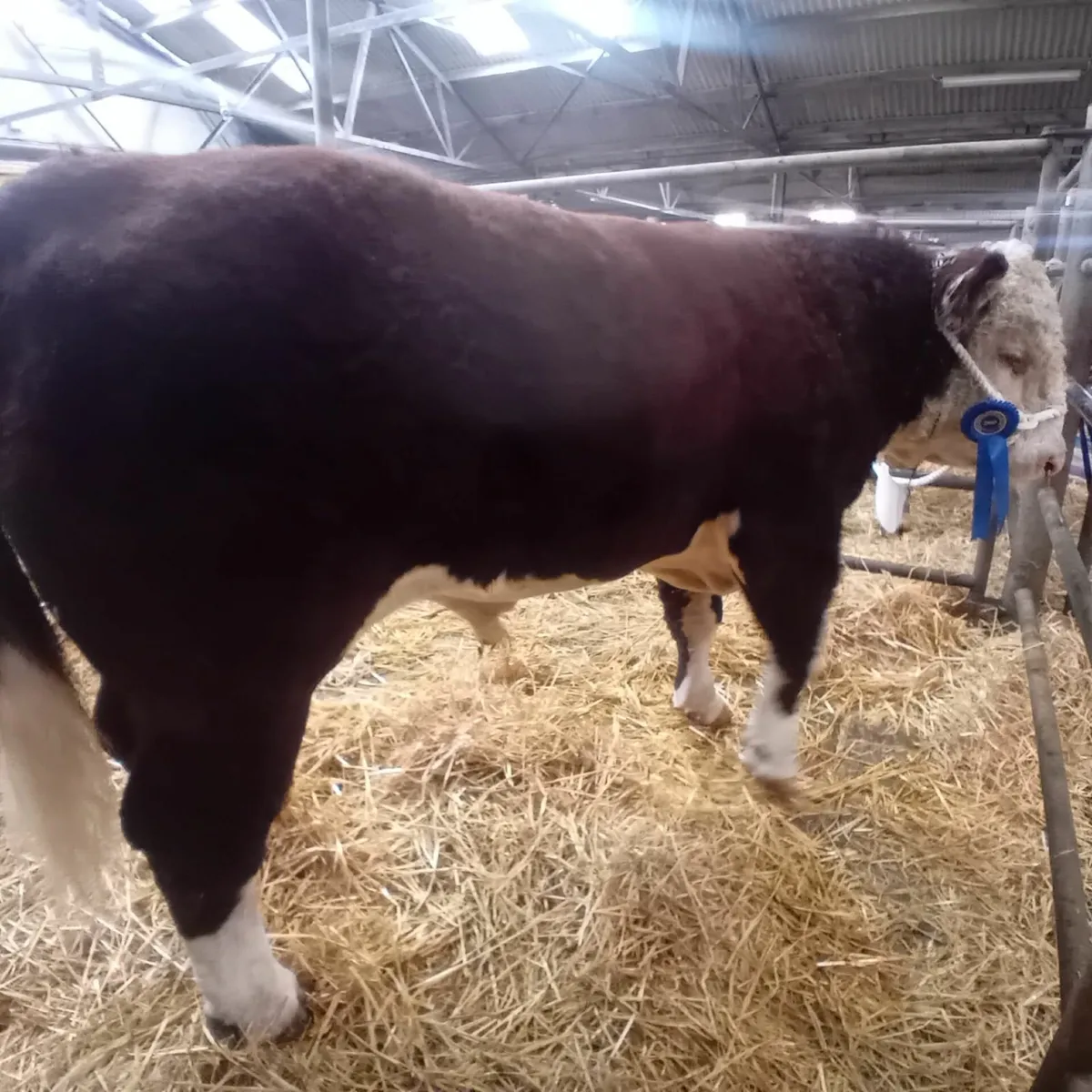5 Star Purebred Hereford Bull - Image 1