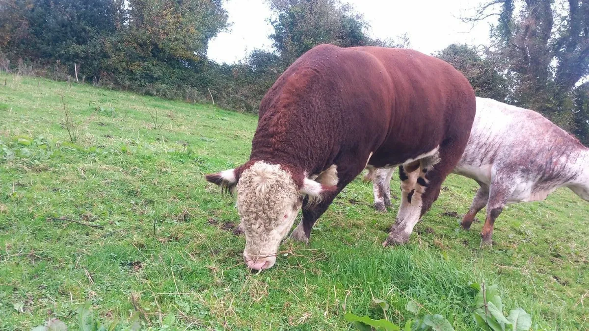 5 Star Purebred Hereford Bull - Image 2