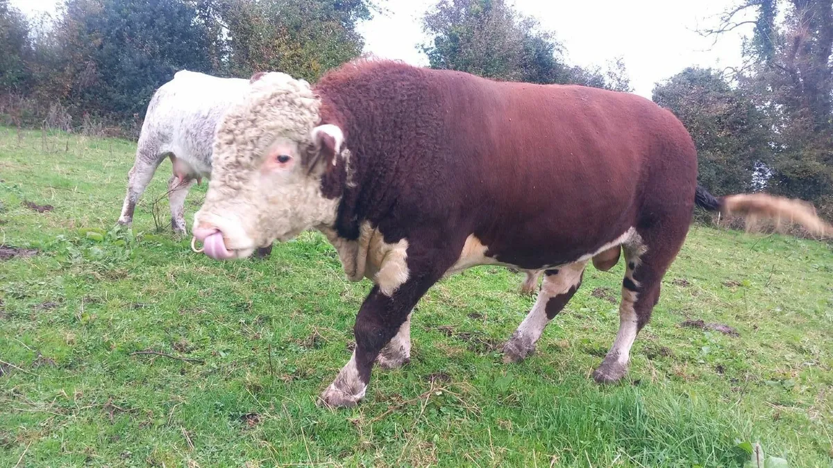 5 Star Purebred Hereford Bull - Image 3