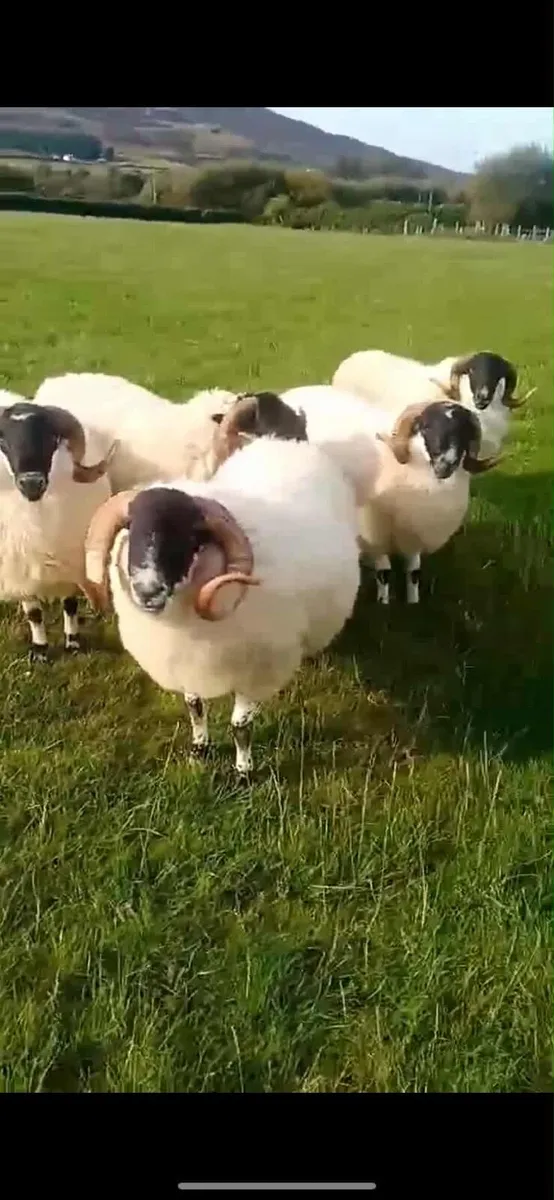 Blackface Rams