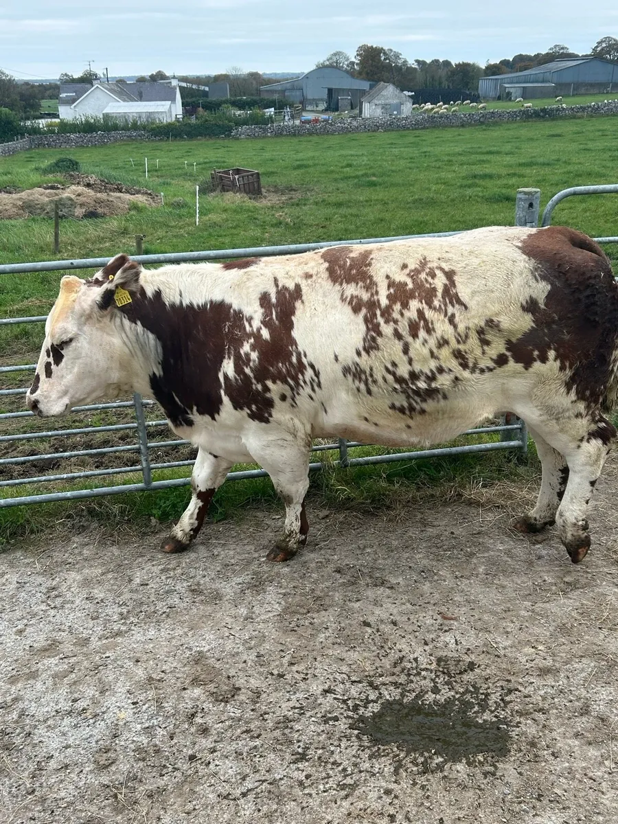 ⭐️Super In calf Heifers⭐️Ballinasloe Mart 25th Oct - Image 4