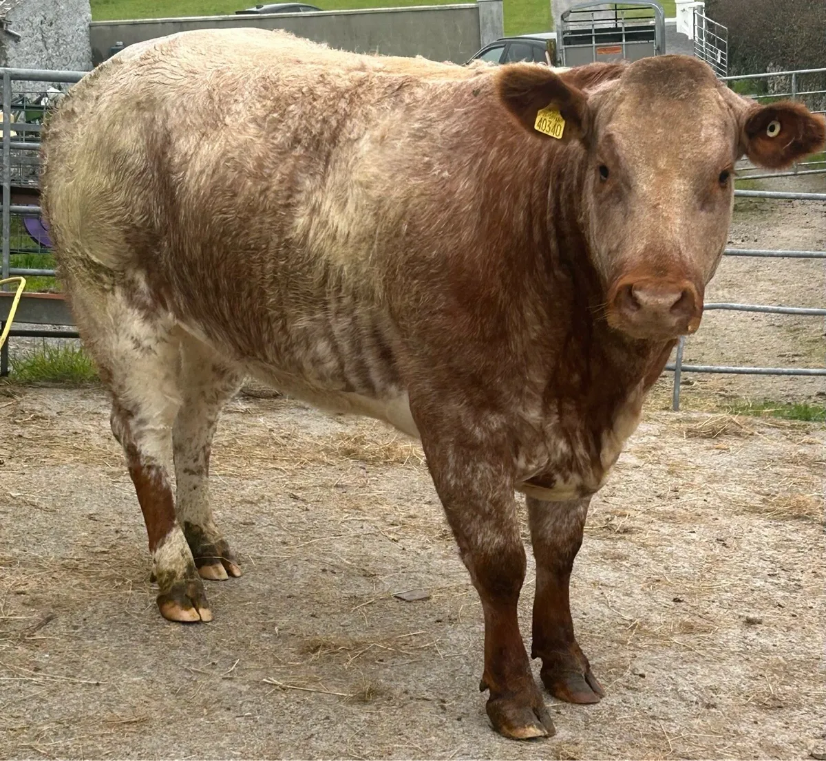 ⭐️Super In calf Heifers⭐️Ballinasloe Mart 25th Oct - Image 1