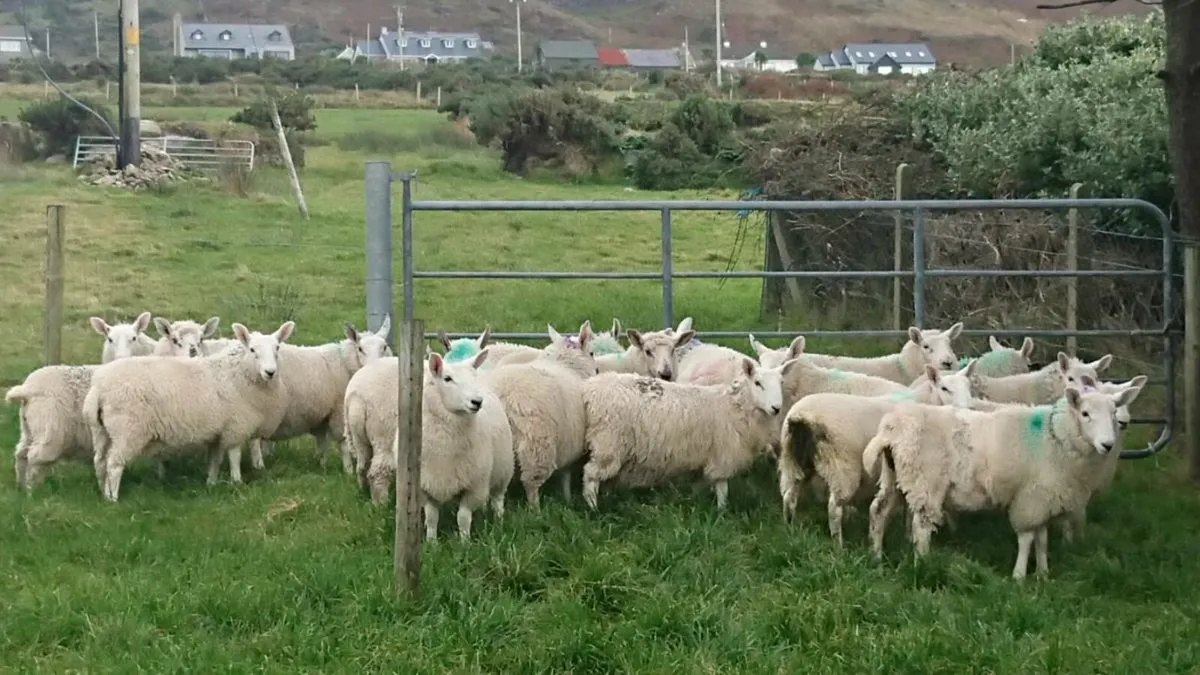 Nc Cheviot ewe lambs - Image 2
