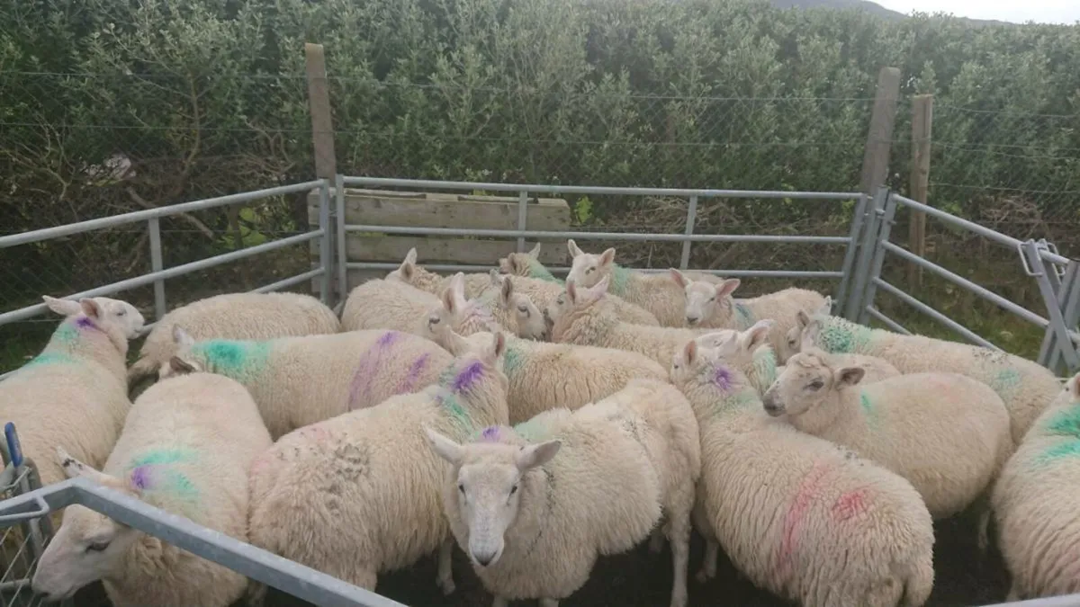 Nc Cheviot ewe lambs - Image 3