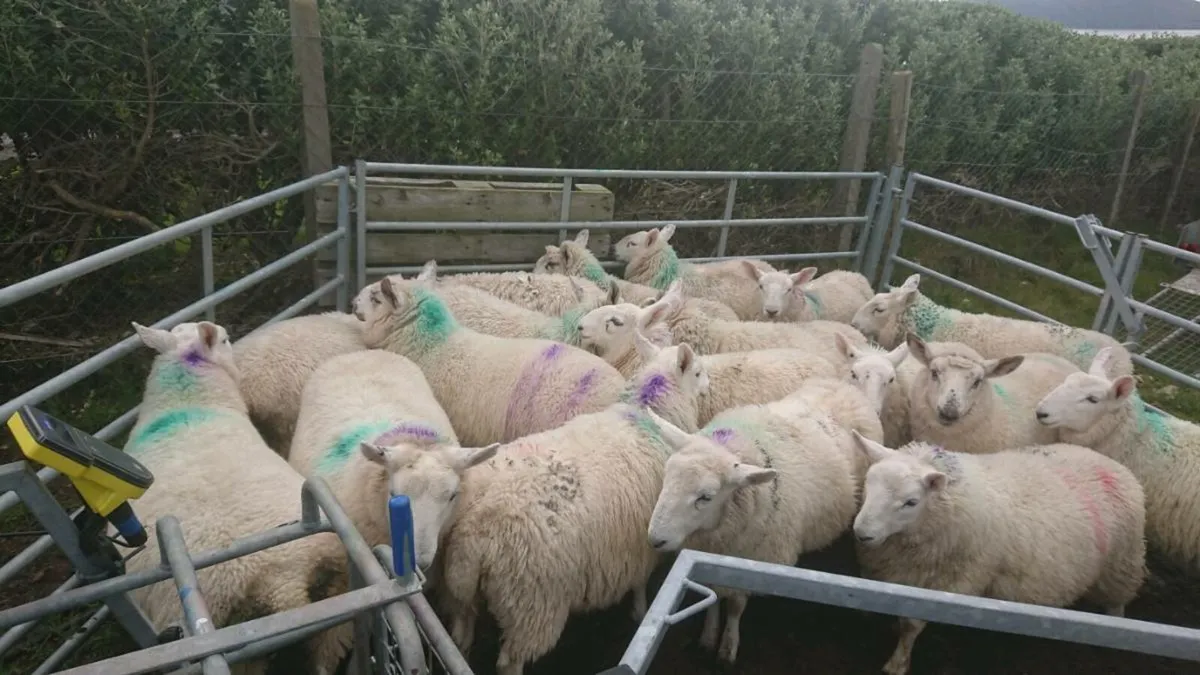 Nc Cheviot ewe lambs - Image 4
