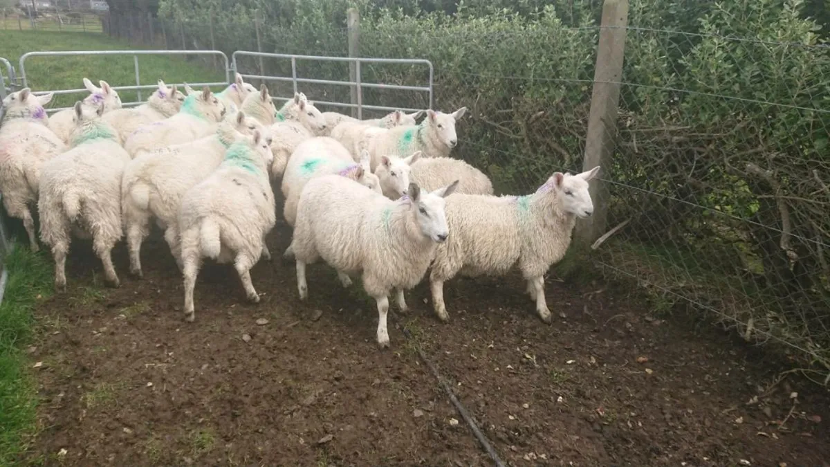 Nc Cheviot ewe lambs - Image 1