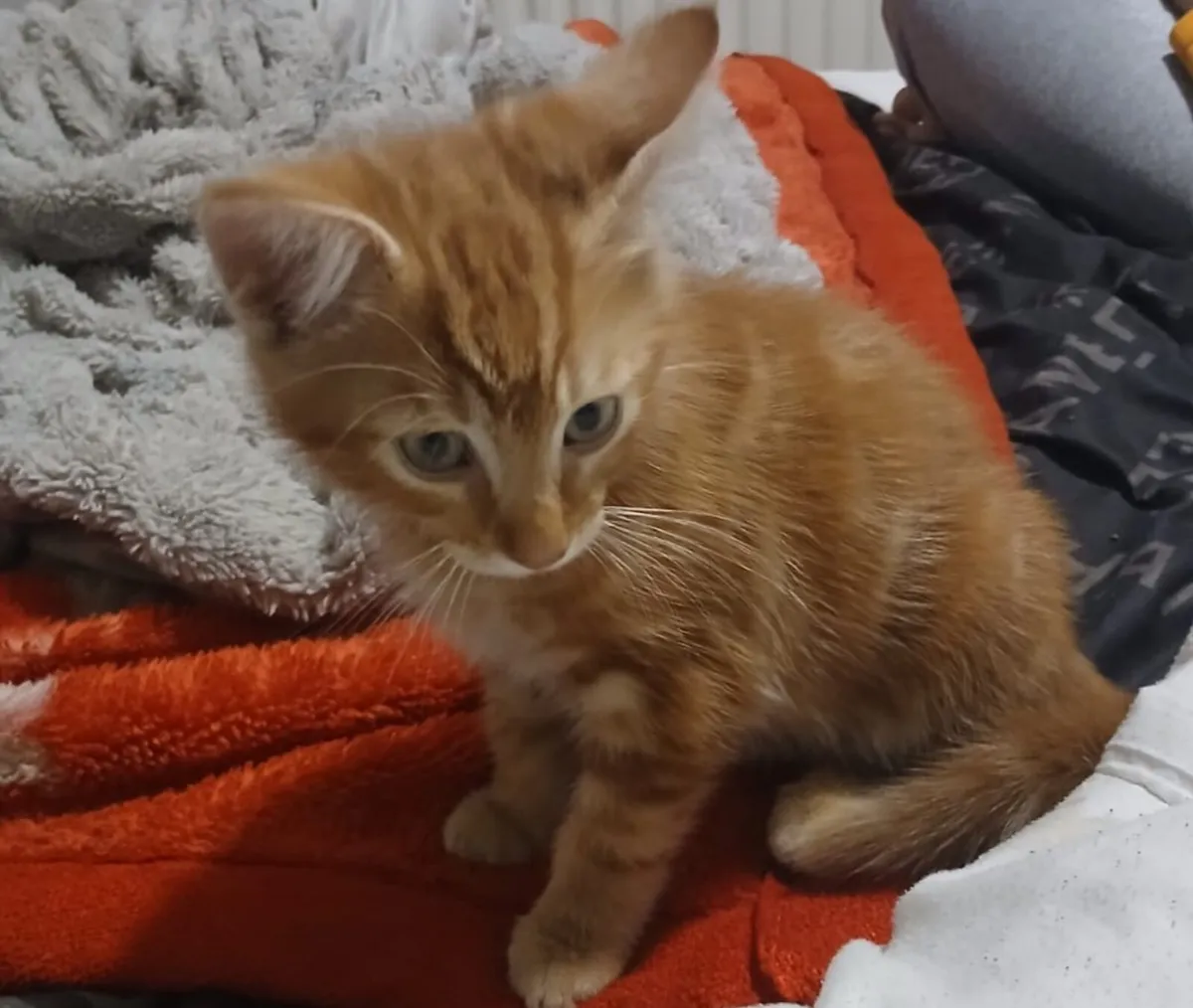 Kittens - Image 1