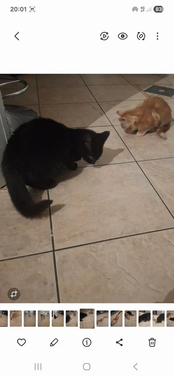 Kittens - Image 2