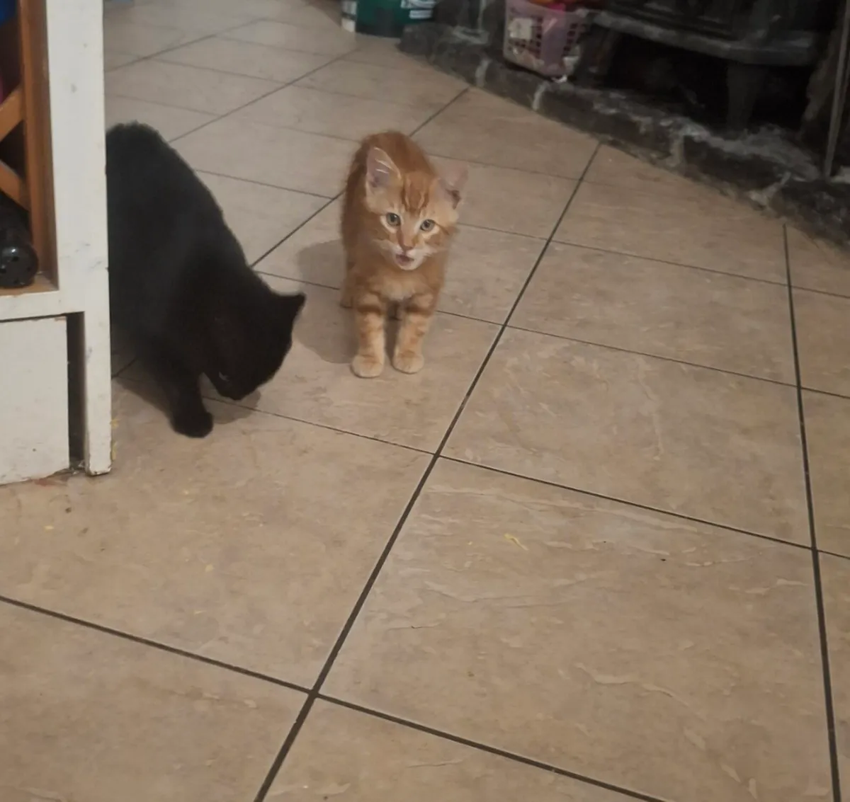 Kittens - Image 3