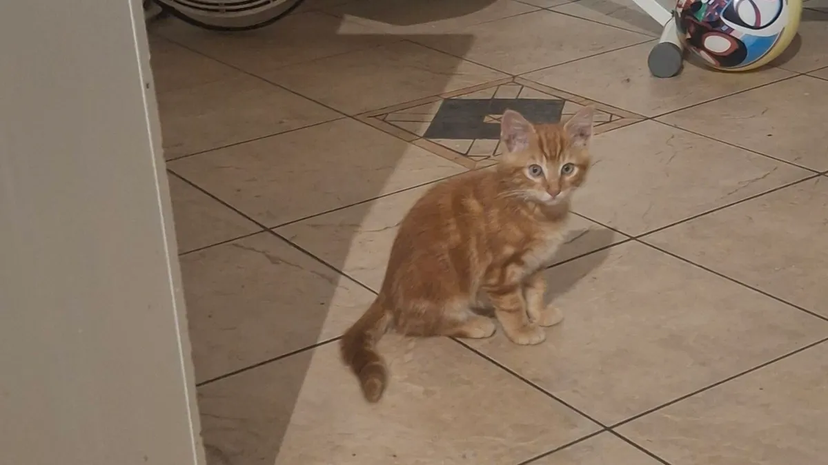 Kittens - Image 4