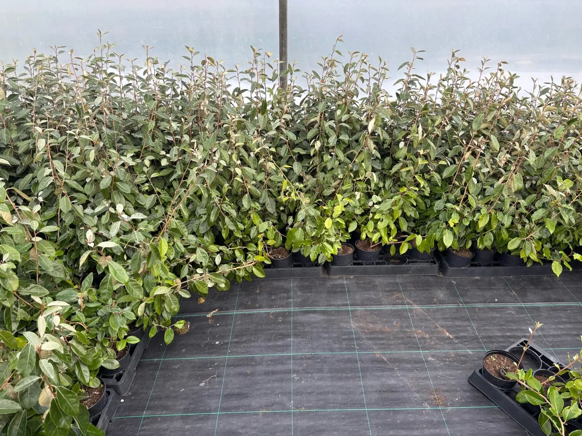 Elaeagnus hedging plants - Image 2