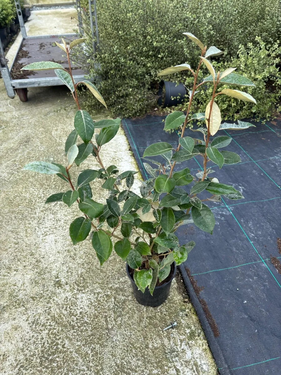 Elaeagnus hedging plants - Image 1