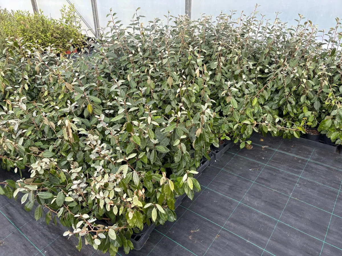 Elaeagnus hedging plants - Image 3