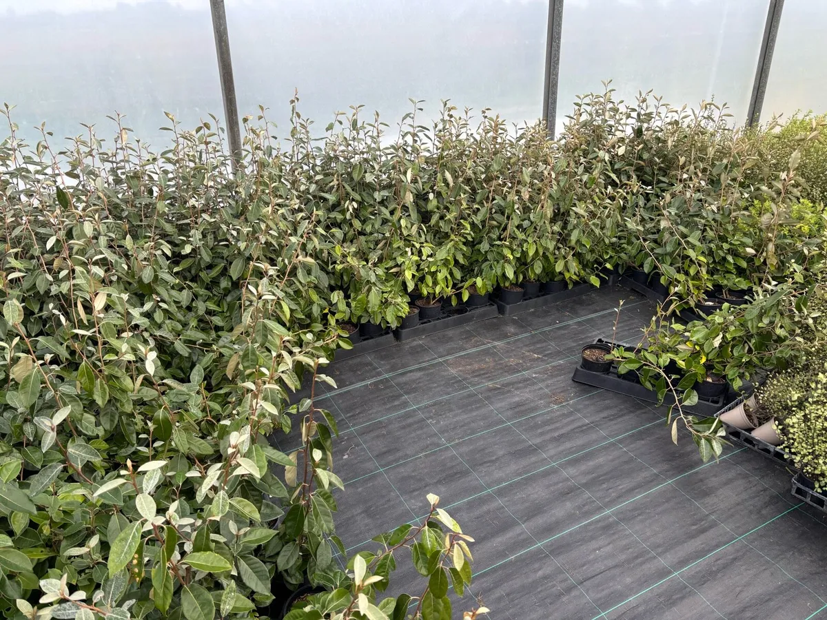 Elaeagnus hedging plants - Image 4