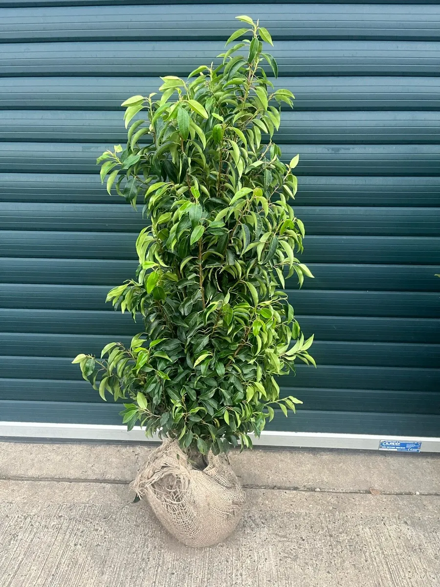 Laurel plants 4 foot , Portugese and common Laurel - Image 1