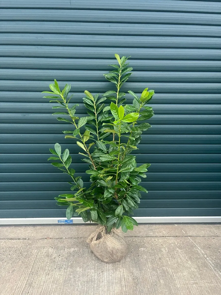 Laurel plants 4 foot , Portugese and common Laurel - Image 2