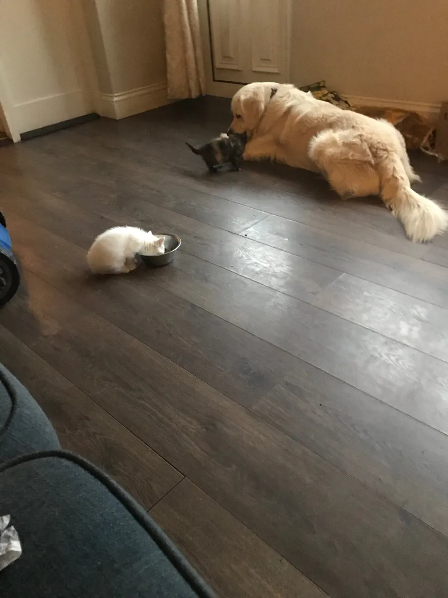 Kittens - Image 1