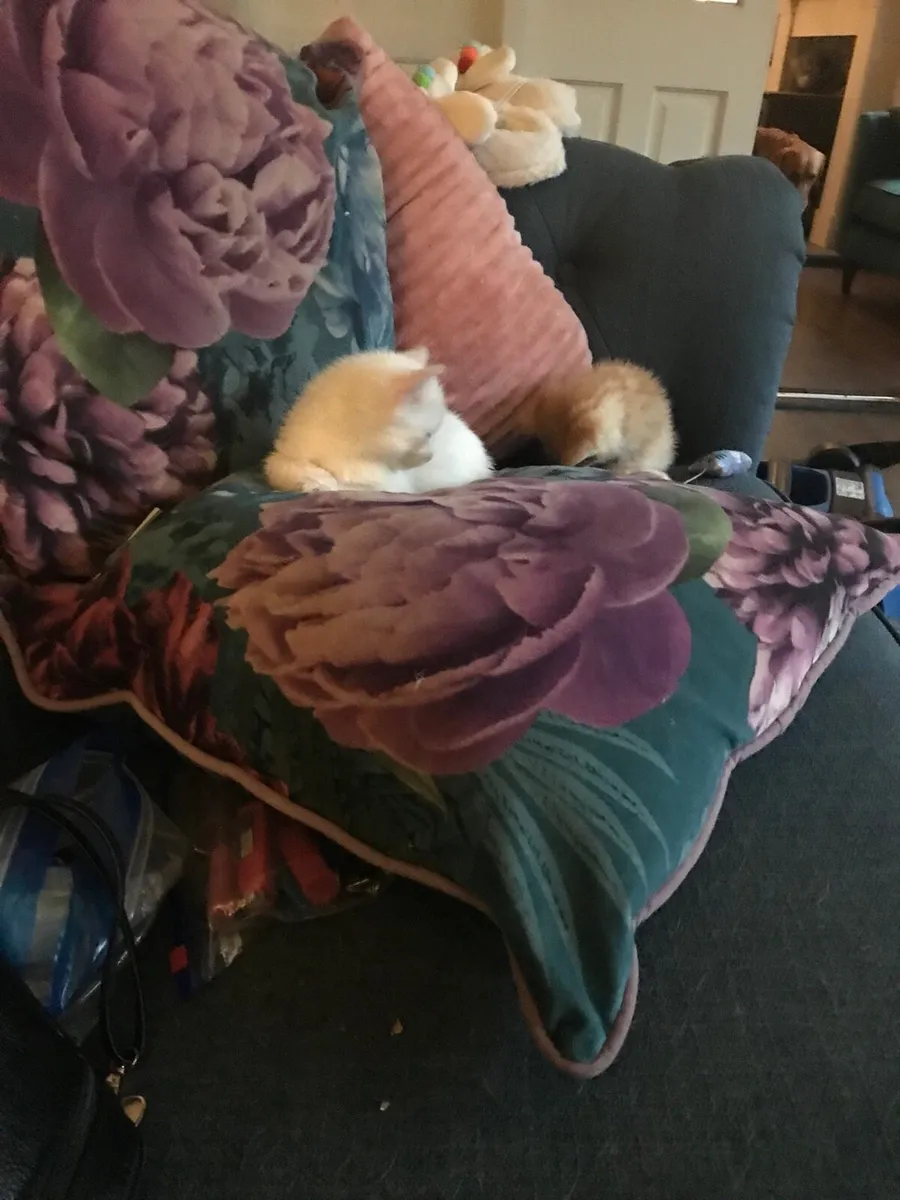 Kittens - Image 2