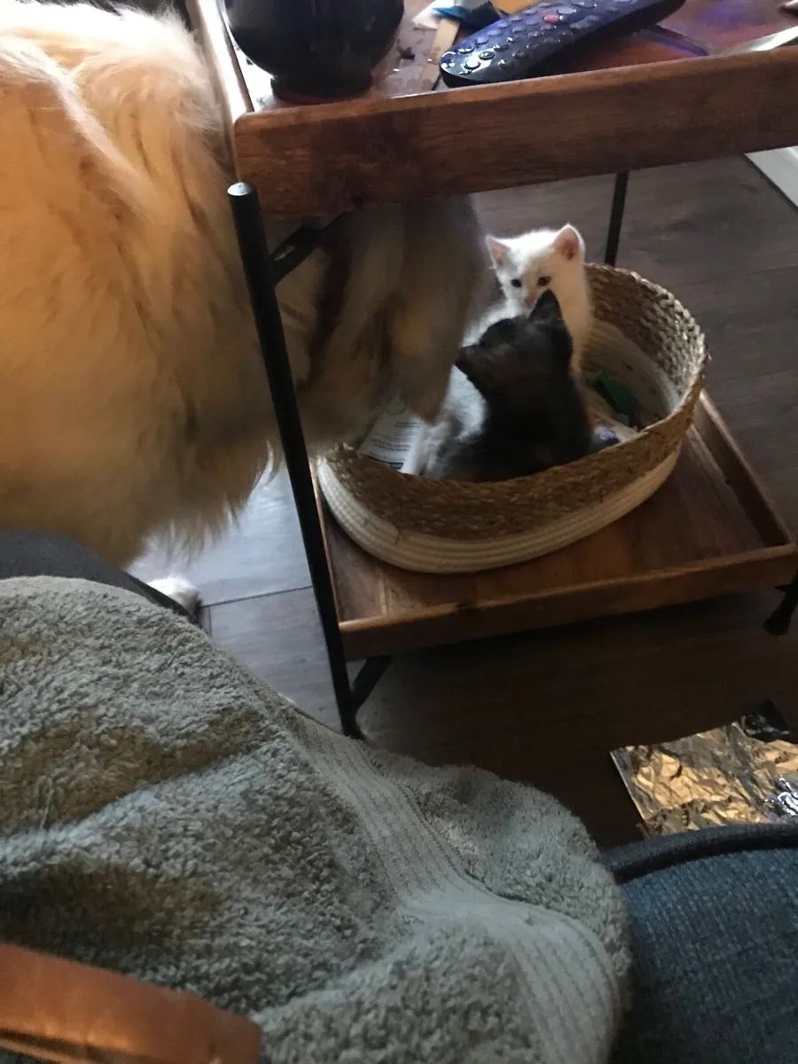 Kittens - Image 3
