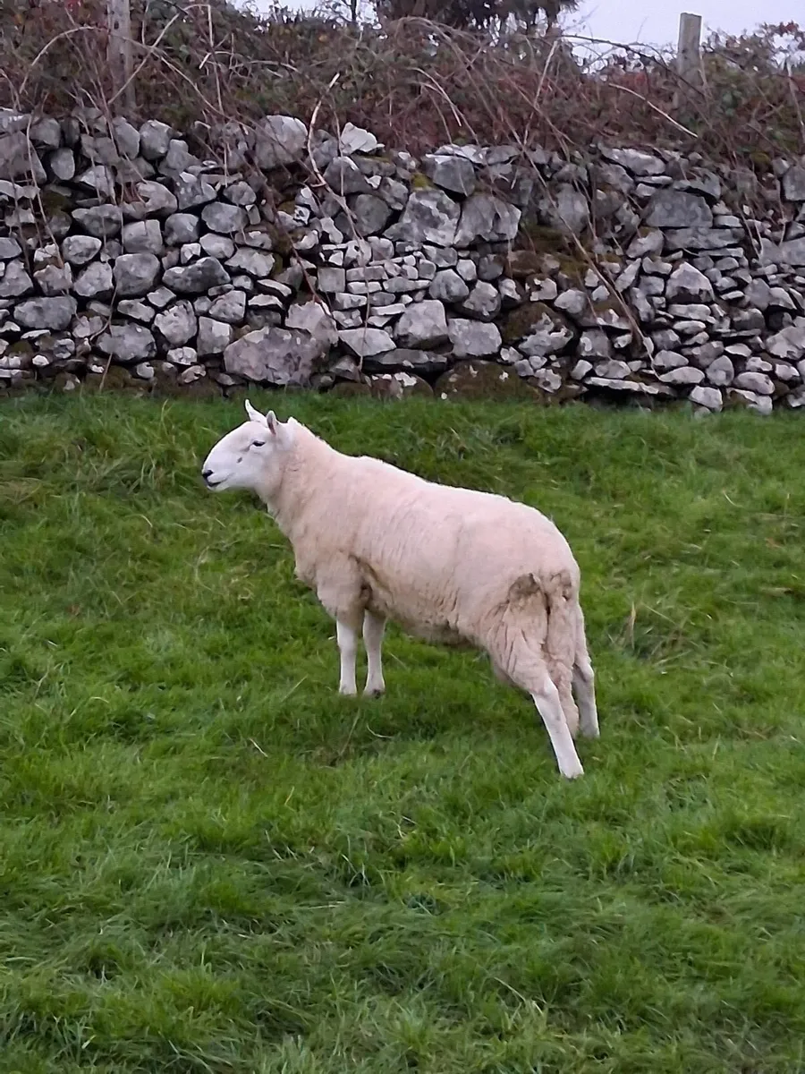 PBNR Cheviot Hoggett Rams - Image 2