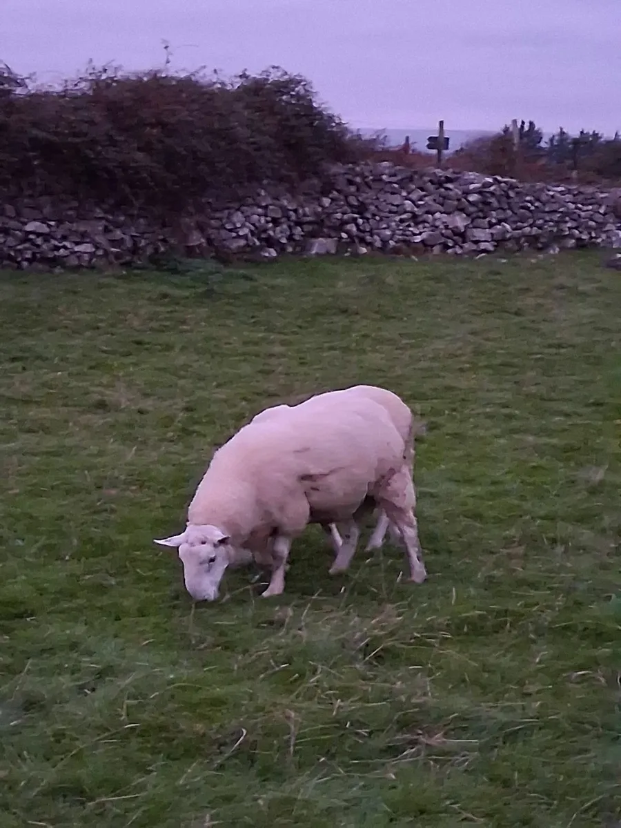 PBNR Cheviot Hoggett Rams - Image 3