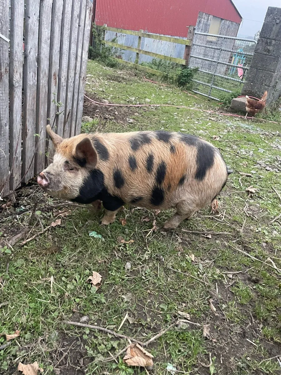 kune kune pig - Image 4