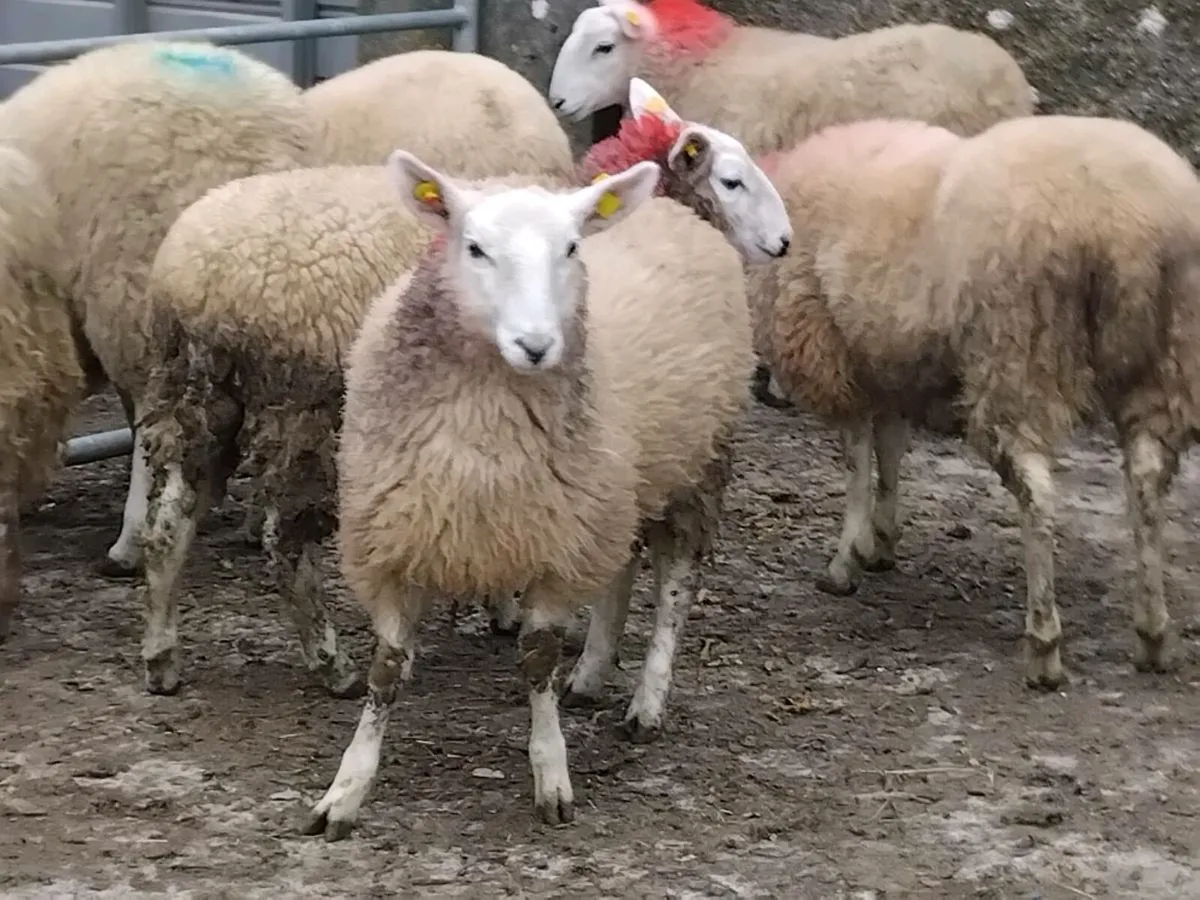 11 Cheviot Ewe Lamb's - Image 2