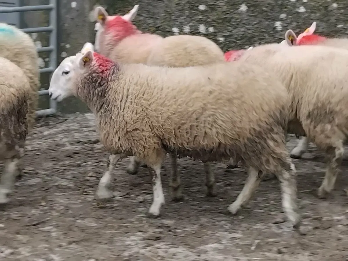 11 Cheviot Ewe Lamb's - Image 3