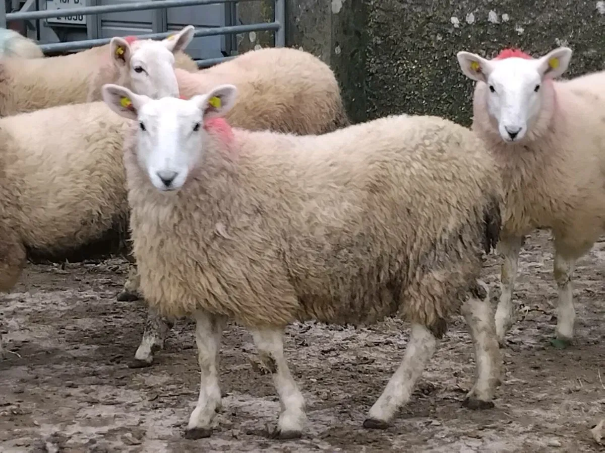 11 Cheviot Ewe Lamb's - Image 4