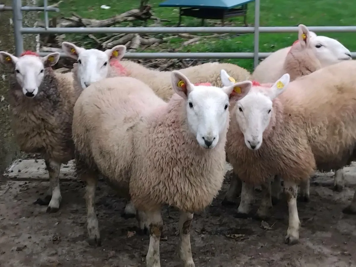 11 Cheviot Ewe Lamb's - Image 1