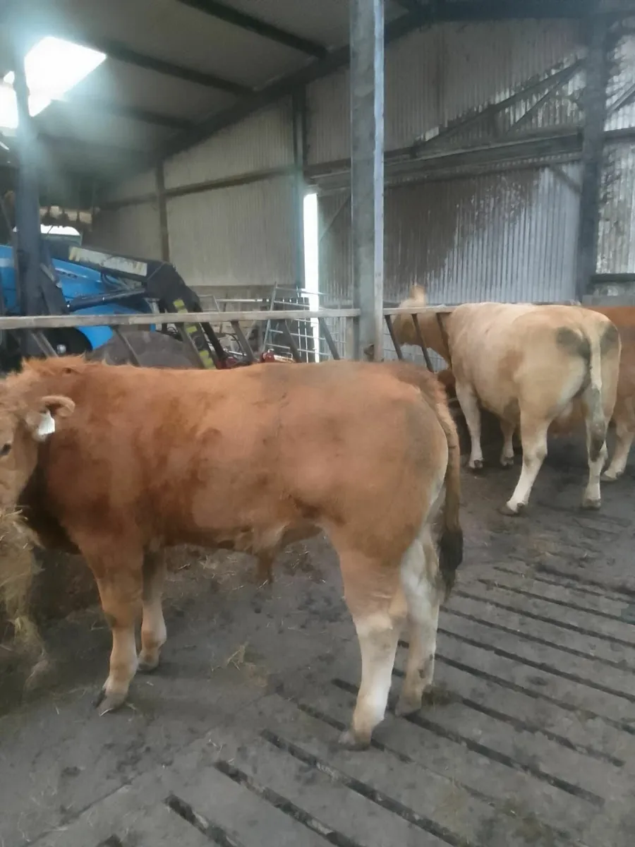 Limousine Bull