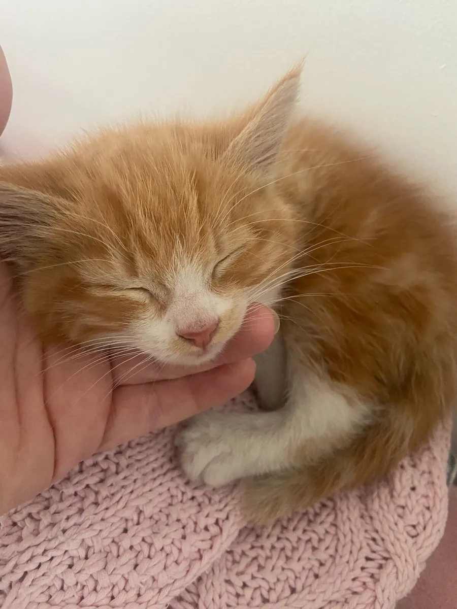 Kitten - Image 1