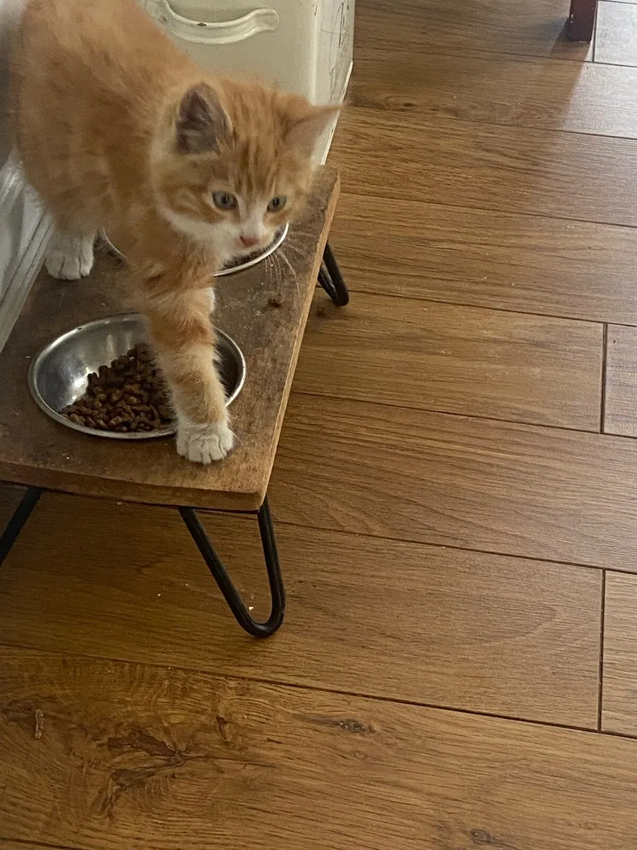 Kitten - Image 2