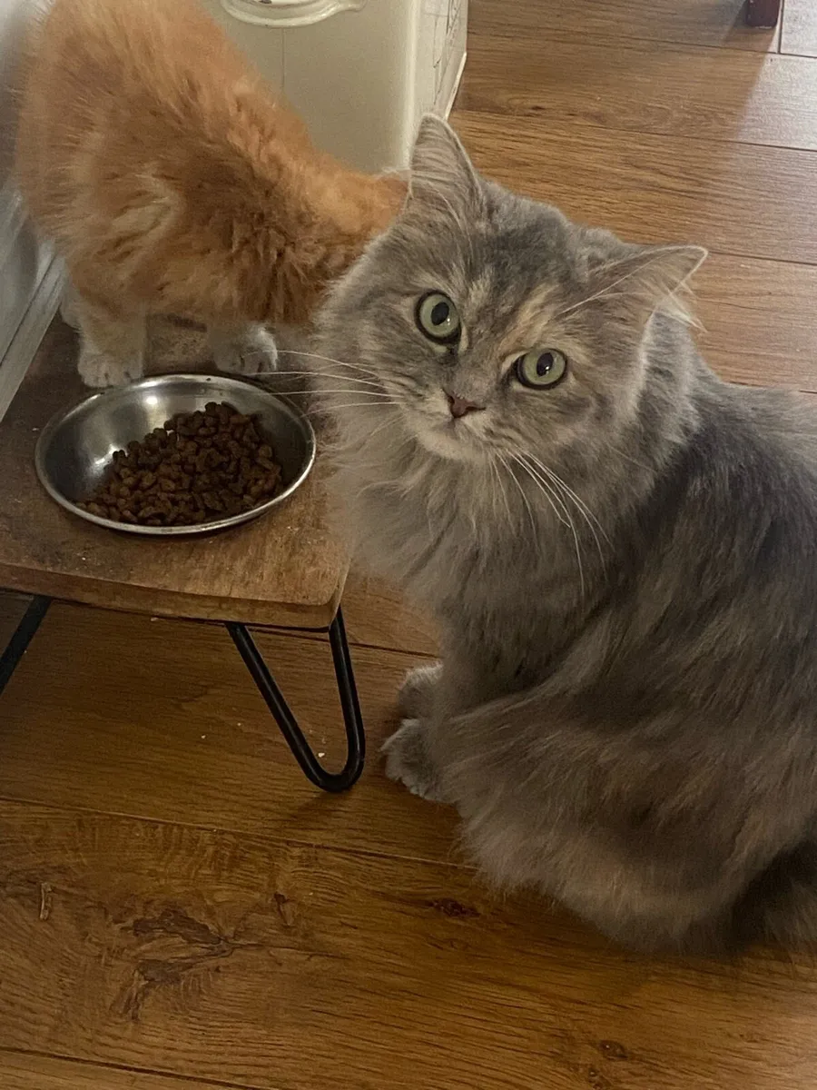 Kitten - Image 3