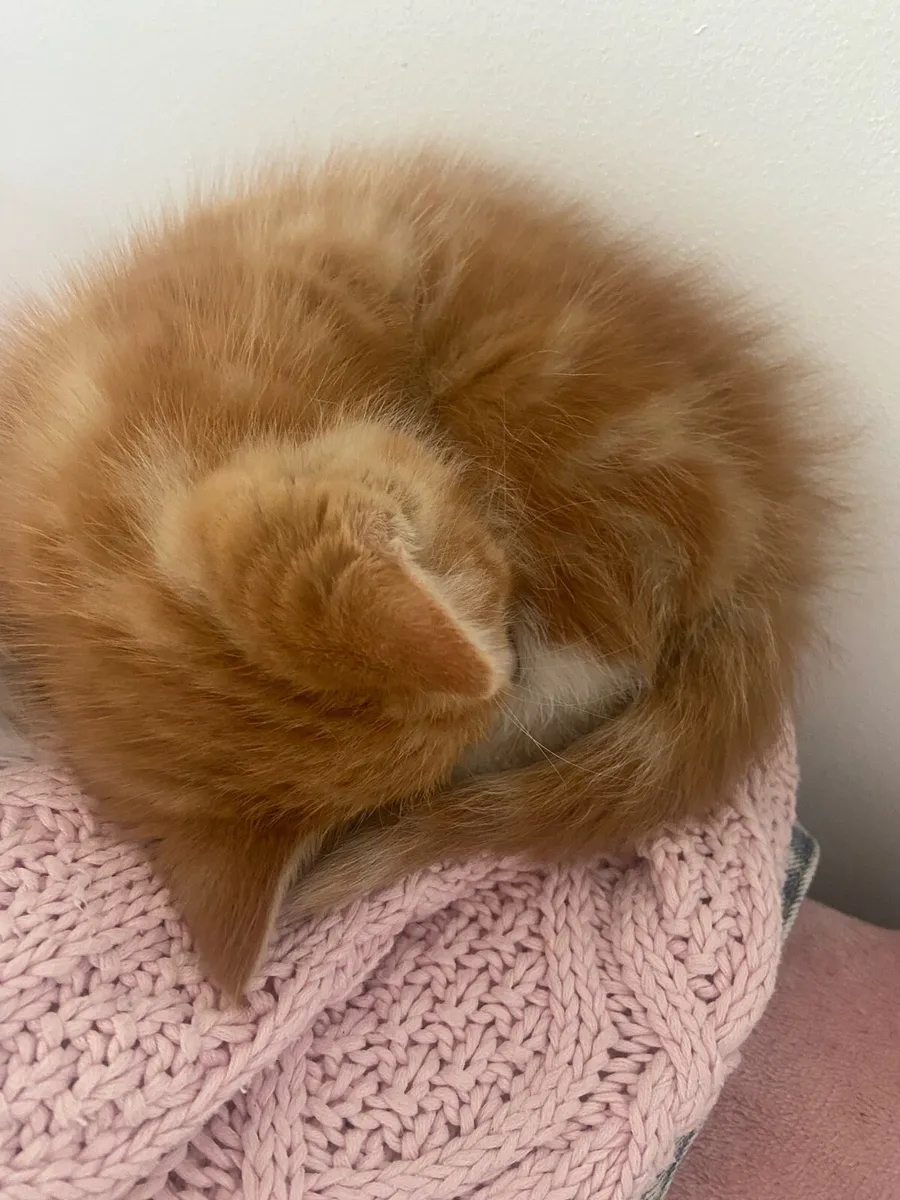 Kitten - Image 4
