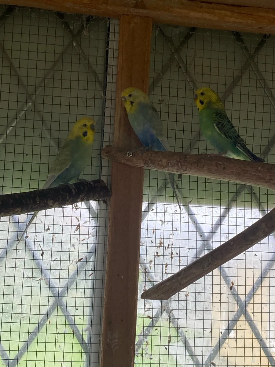 X3 beautiful coloured budgies - Image 1