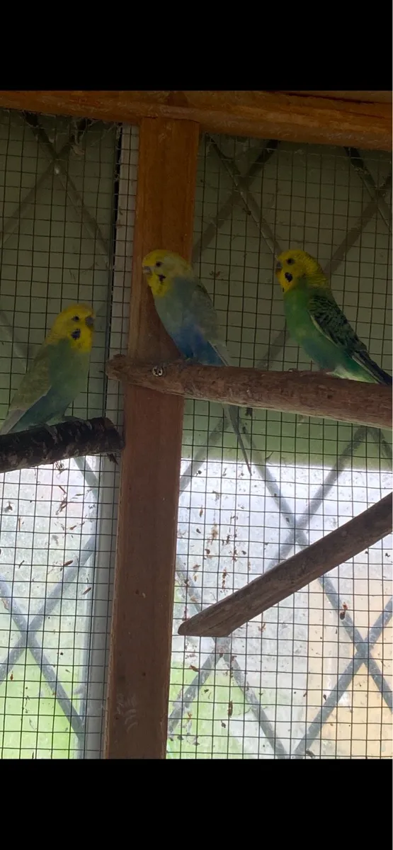 X3 beautiful coloured budgies - Image 2