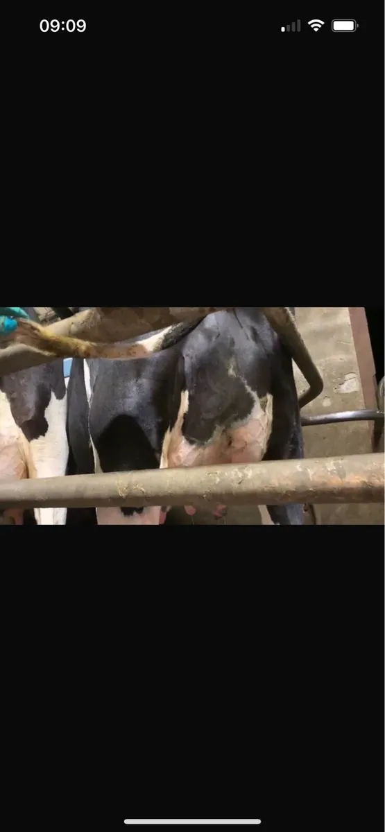 Ballybay Mart Dairy Sale 15th of October - Image 1