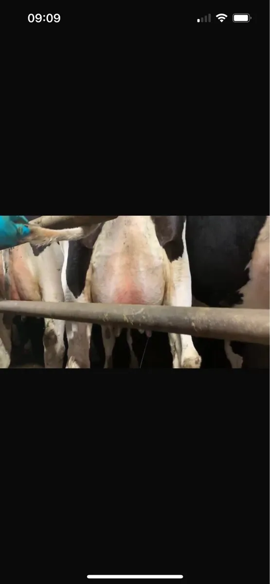 Ballybay Mart Dairy Sale 15th of October - Image 2