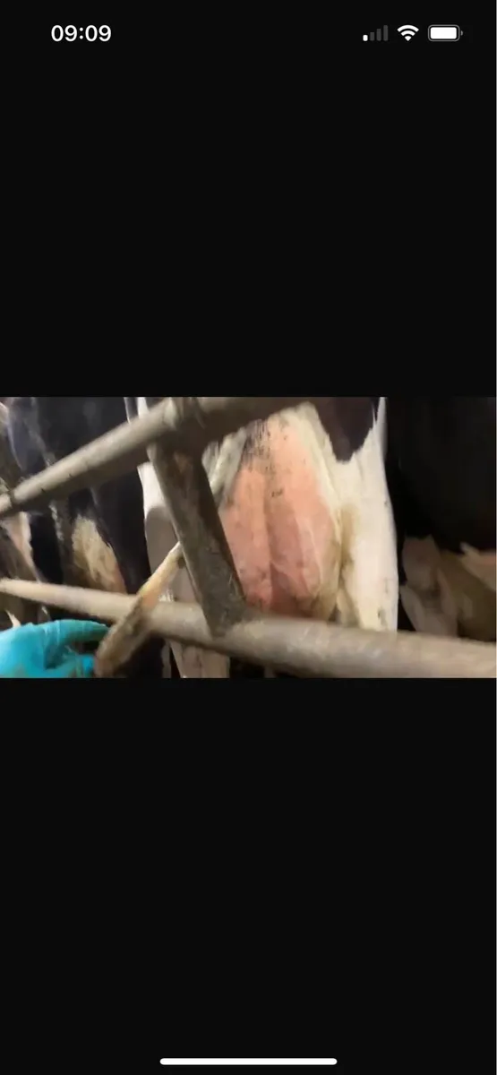 Ballybay Mart Dairy Sale 15th of October - Image 3