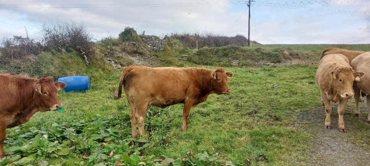 In calf heifers - Image 1