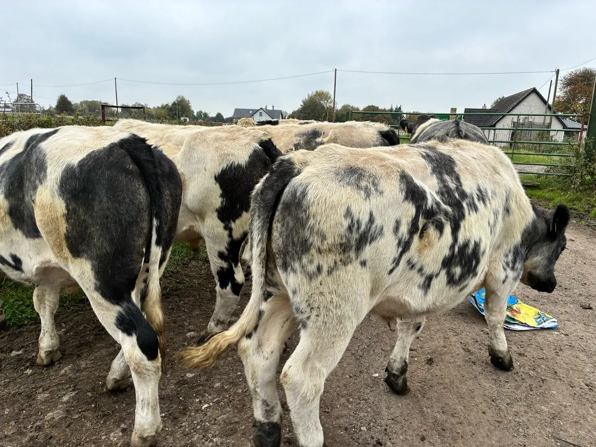 6 Belgium blue 450 kilo bullocks for sale - Image 2