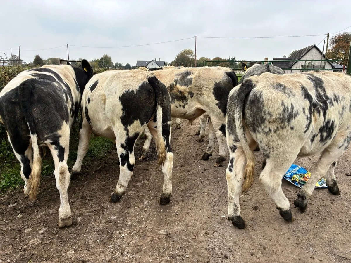 6 Belgium blue 450 kilo bullocks for sale - Image 3