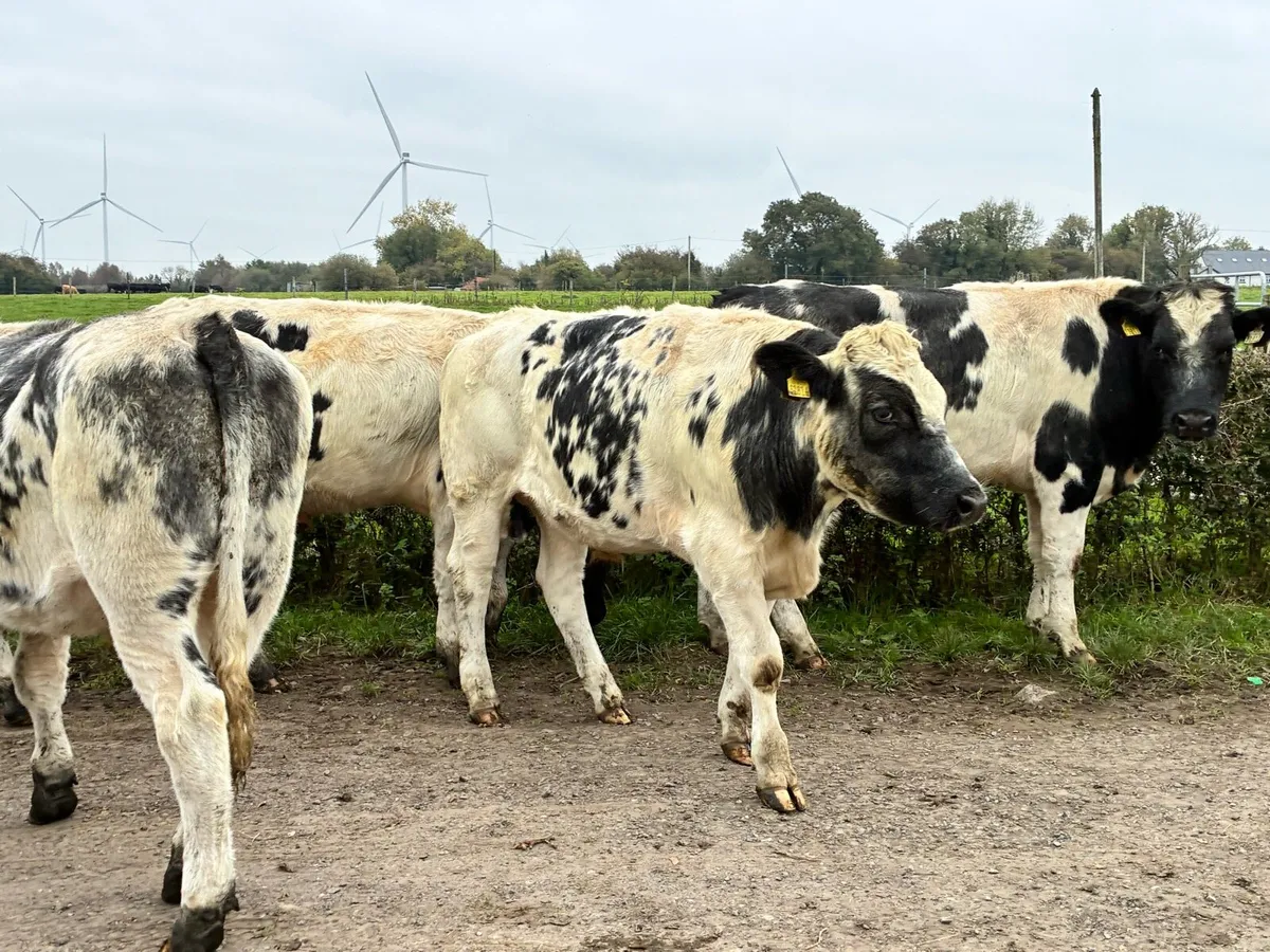 6 Belgium blue 450 kilo bullocks for sale - Image 4