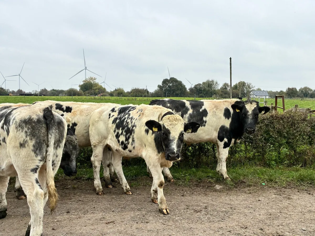 6 Belgium blue 450 kilo bullocks for sale - Image 1