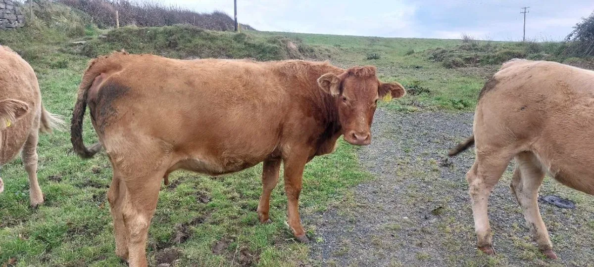 In calf heifers - Image 2