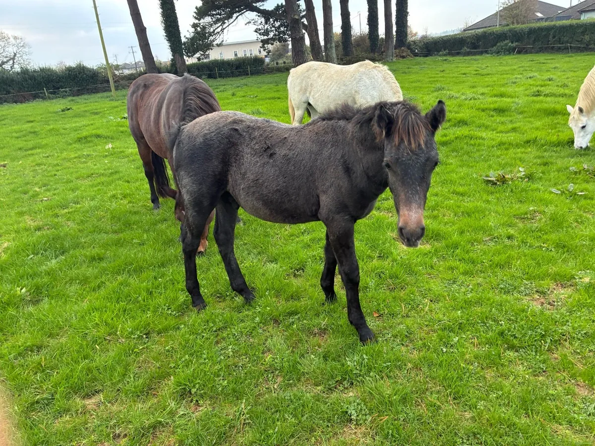 Connemara colts - Image 1