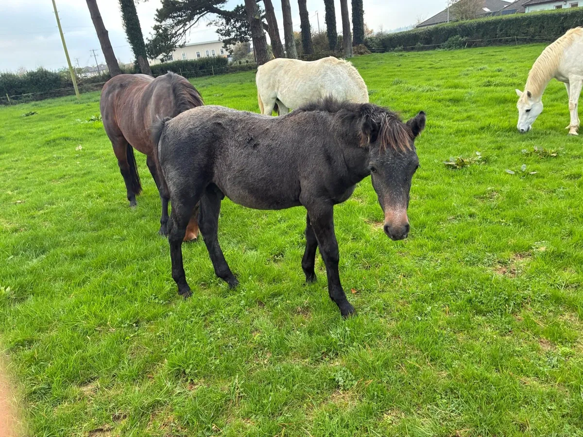 Connemara colts - Image 2