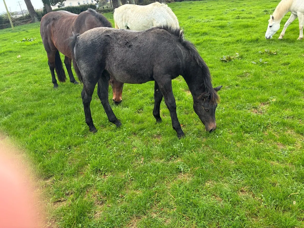 Connemara colts - Image 3