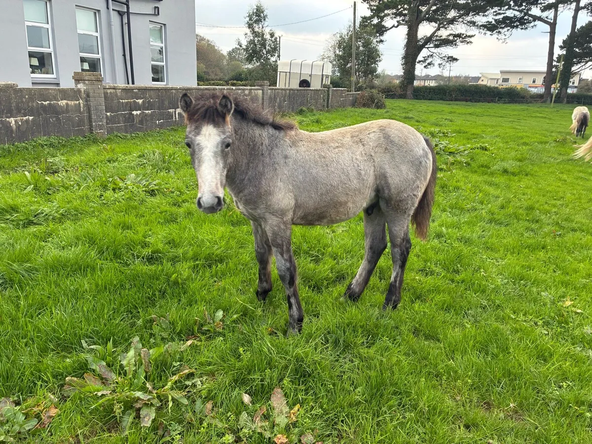 Connemara colts - Image 4